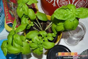 Brochetas de sandía, queso y pepino, coger unas hojas de albahaca